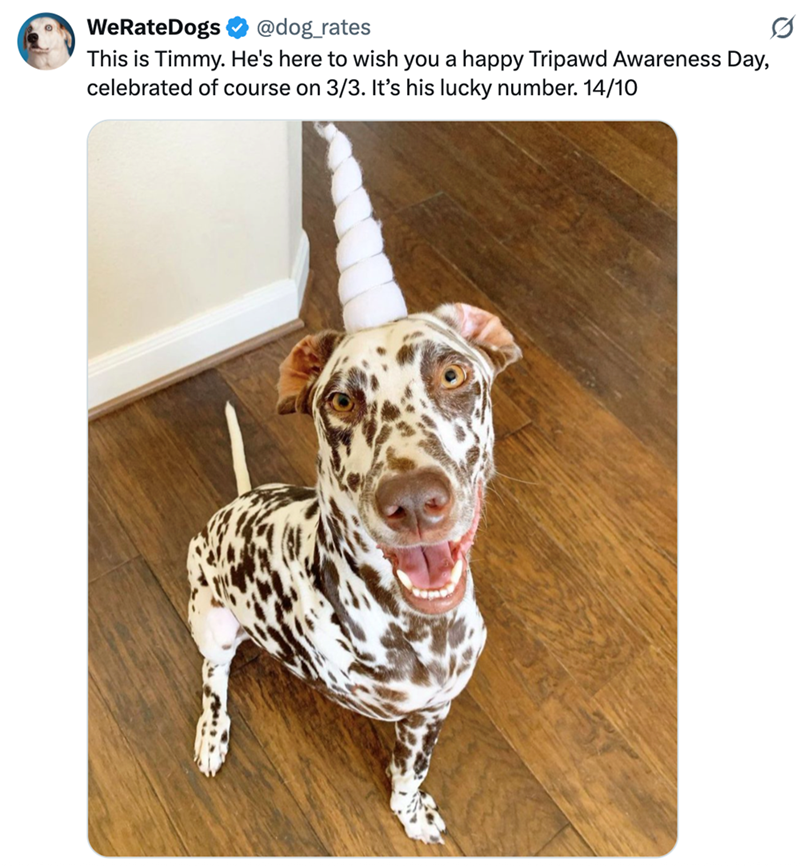 WeRateDogs @dog_rates This is Timmy. He's here to wish you a happy Tripawd Awareness Day, celebrated of course on 3/3. It's his lucky number. 14/10
