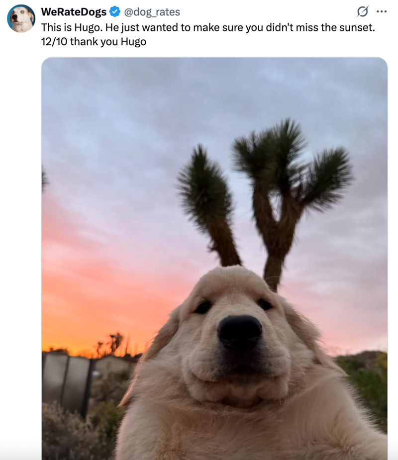 WeRateDogs @dog_rates This is Hugo. He just wanted to make sure you didn't miss the sunset. 12/10 thank you Hugo ...