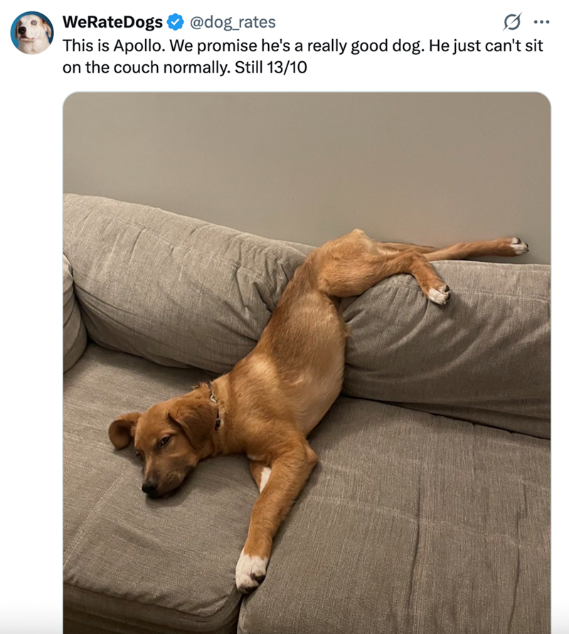 WeRateDogs @dog_rates This is Apollo. We promise he's a really good dog. He just can't sit on the couch normally. Still 13/10
