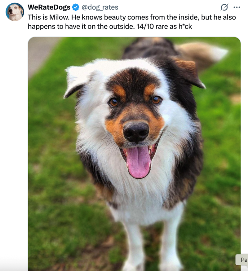 WeRateDogs @dog_rates ... This is Milow. He knows beauty comes from the inside, but he also happens to have it on the outside. 14/10 rare as h*ck Pa