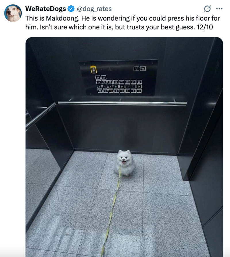 WeRateDogs @dog_rates This is Makdoong. He is wondering if you could press his floor for him. Isn't sure which one it is, but trusts your best guess. 12/10 15 16 12 18 19 39 21 22 71910 11 12 13 14