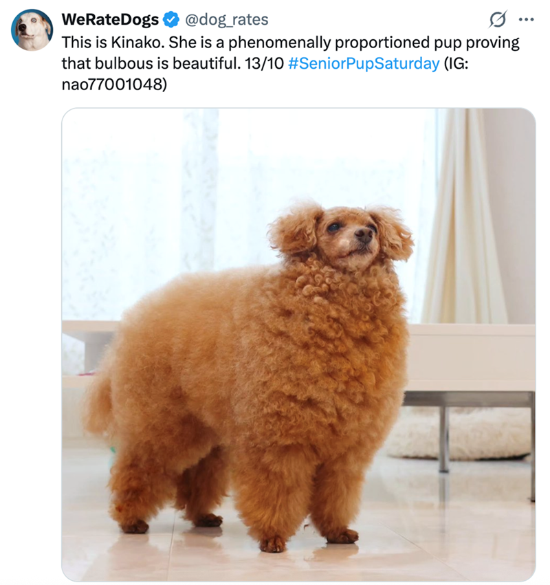 WeRateDogs @dog_rates This is Kinako. She is a phenomenally proportioned pup proving that bulbous is beautiful. 13/10 #SeniorPupSaturday (IG: nao77001048) ...
