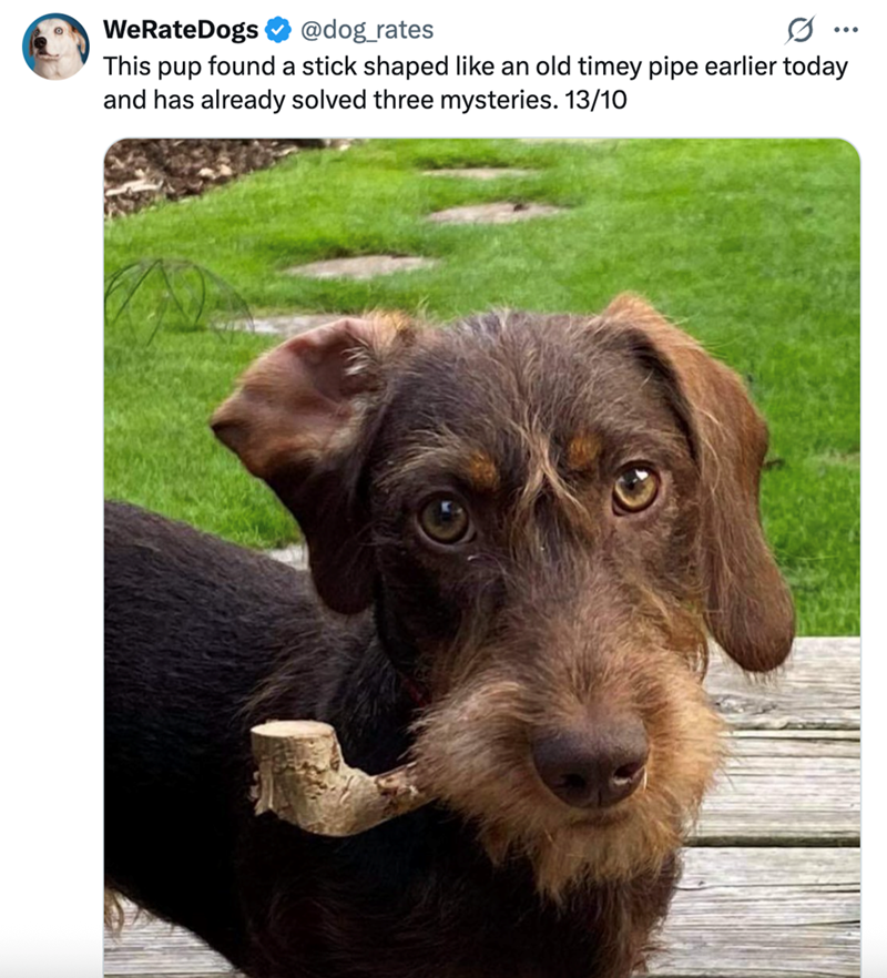 WeRateDogs @dog_rates This pup found a stick shaped like an old timey pipe earlier today and has already solved three mysteries. 13/10