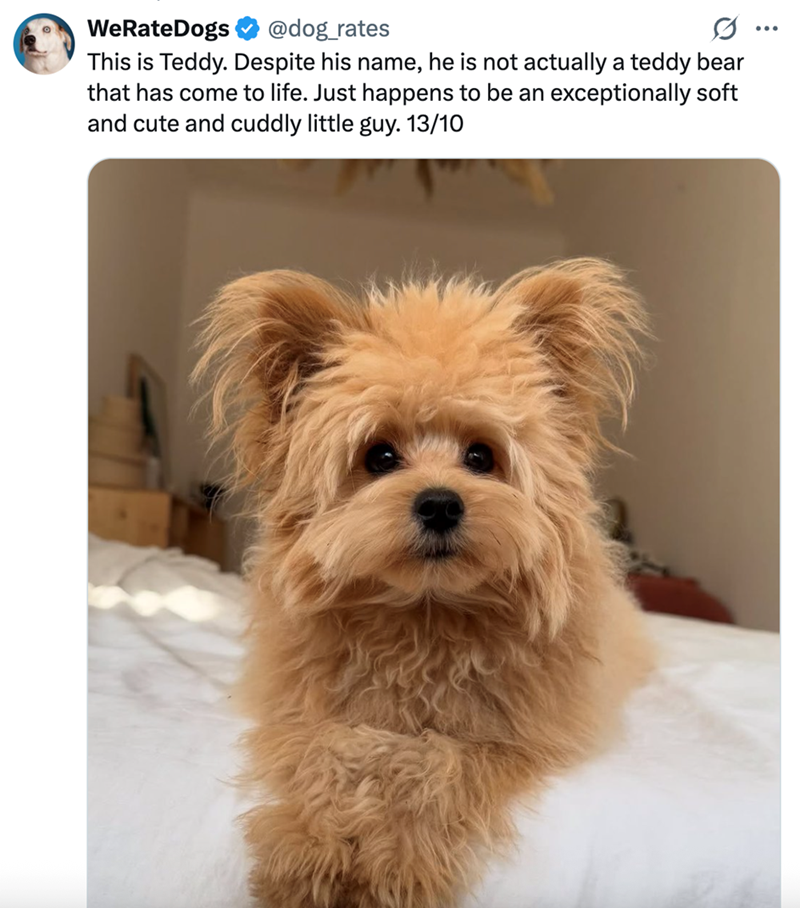 WeRateDogs @dog_rates This is Teddy. Despite his name, he is not actually a teddy bear that has come to life. Just happens to be an exceptionally soft and cute and cuddly little guy. 13/10 ...