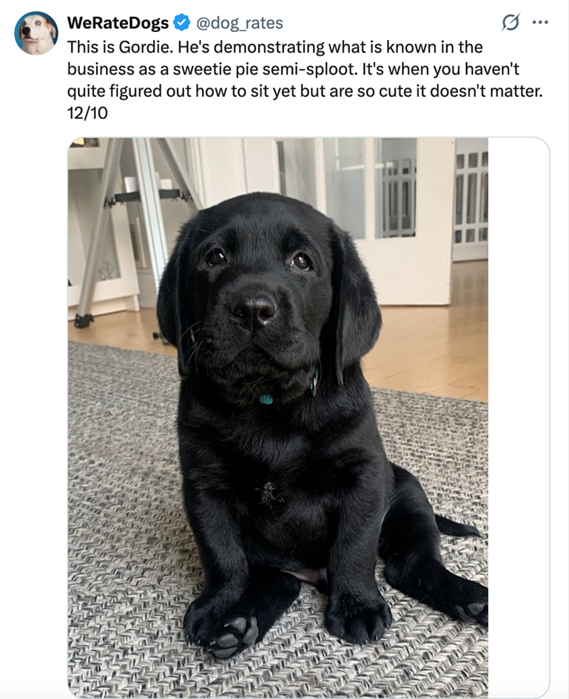 WeRateDogs @dog_rates This is Gordie. He's demonstrating what is known in the business as a sweetie pie semi-sploot. It's when you haven't quite figured out how to sit yet but are so cute it doesn't matter. 12/10