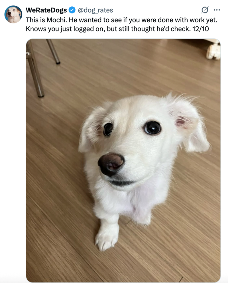 WeRateDogs @dog_rates ... This is Mochi. He wanted to see if you were done with work yet. Knows you just logged on, but still thought he'd check. 12/10