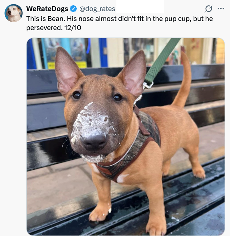 WeRateDogs @dog_rates This is Bean. His nose almost didn't fit in the pup cup, but he persevered. 12/10