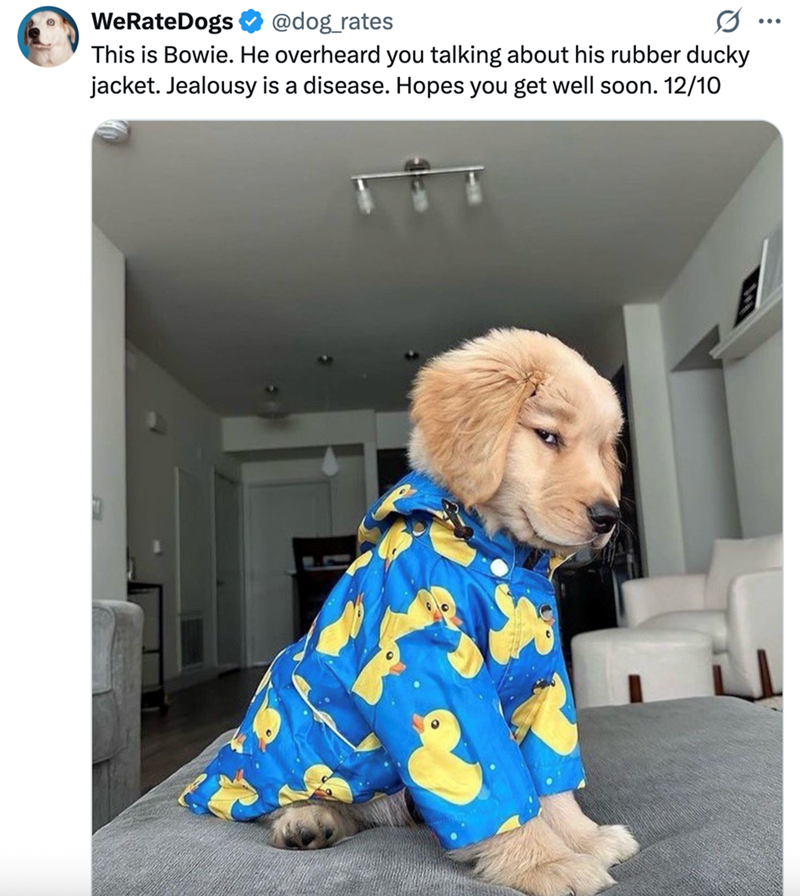 WeRateDogs @dog_rates This is Bowie. He overheard you talking about his rubber ducky jacket. Jealousy is a disease. Hopes you get well soon. 12/10