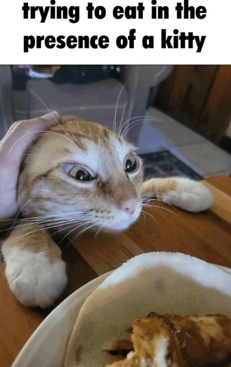 trying to eat in the presence of a kitty