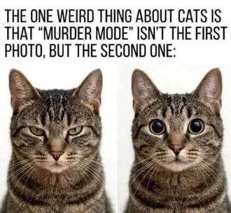 THE ONE WEIRD THING ABOUT CATS IS THAT "MURDER MODE" ISN'T THE FIRST PHOTO, BUT THE SECOND ONE: