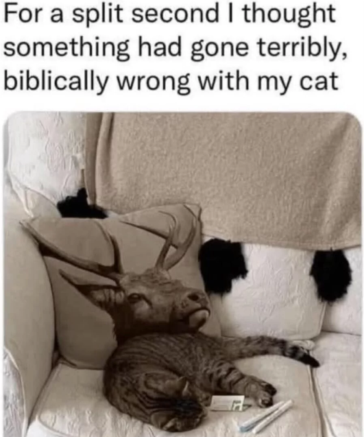 For a split second I thought something had gone terribly, biblically wrong with my cat