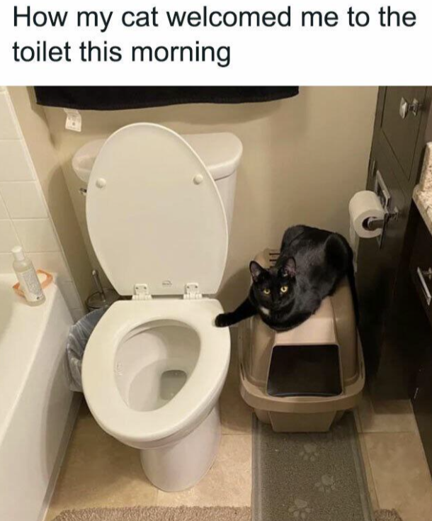 How my cat welcomed me to the toilet this morning