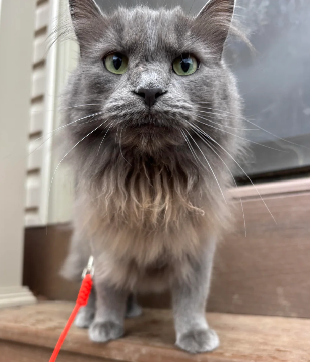 Cheezburger Image 10616513280