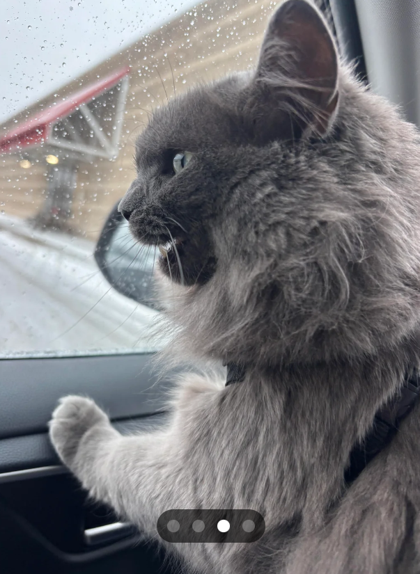 Cheezburger Image 10616514304