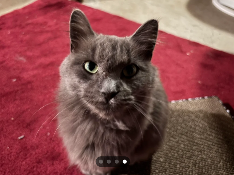 Cheezburger Image 10616515072