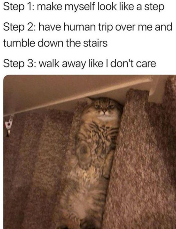 Step 1: make myself look like a step Step 2: have human trip over me and tumble down the stairs Step 3: walk away like I don't care