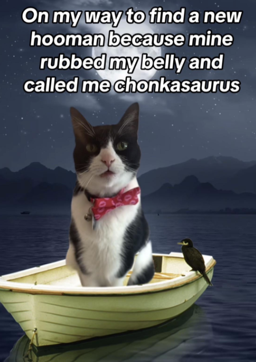 On my way to find a new hooman because mine rubbed my belly and called me chonkasaurus