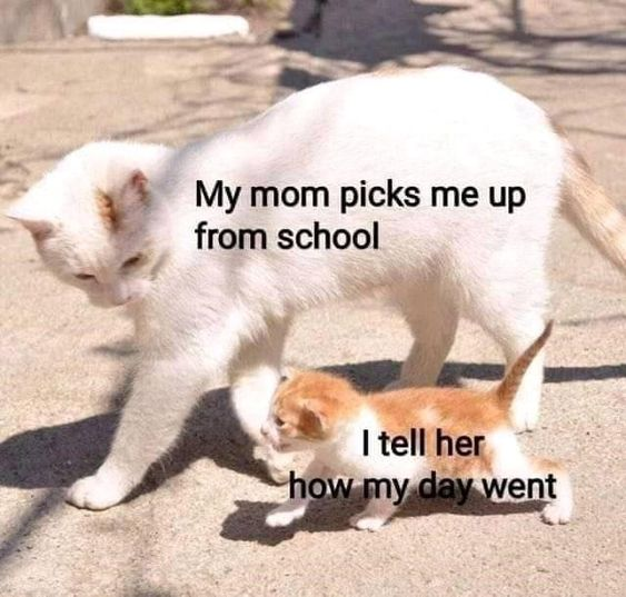 My mom picks me up from school I tell her how my day went