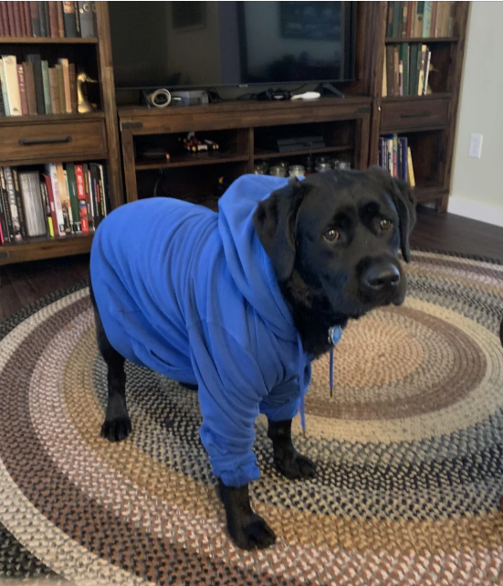 Cheezburger Image 10616522496