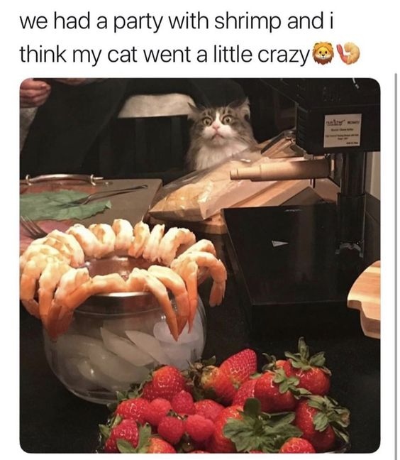 we had a party with shrimp and i think my cat went a little crazy