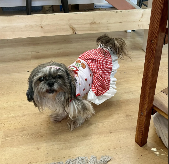 Cheezburger Image 10616527616