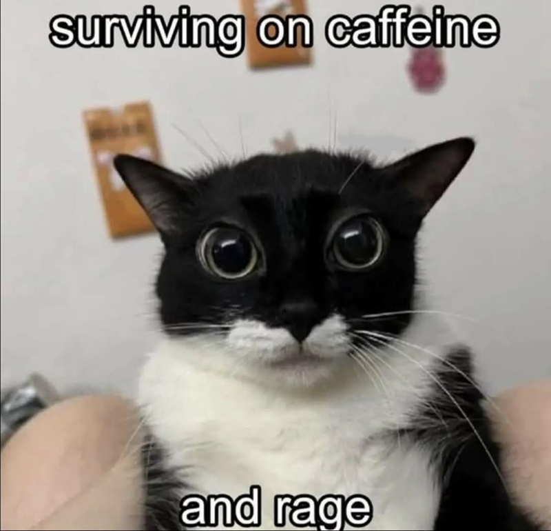 surviving on caffeine and rage