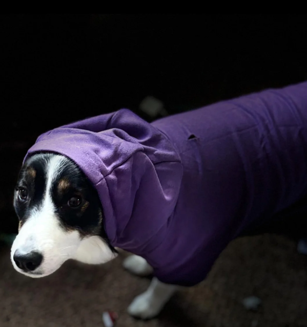 Cheezburger Image 10616531200