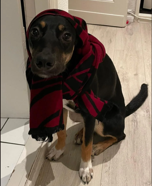 Cheezburger Image 10616531968