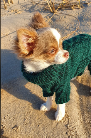 Cheezburger Image 10616532224