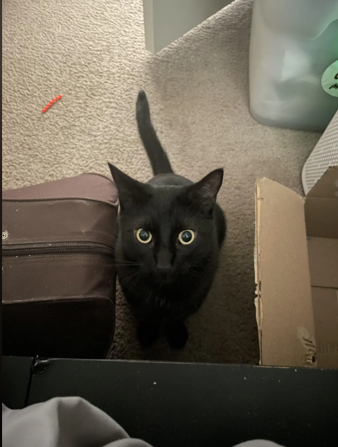 Cheezburger Image 10616553472