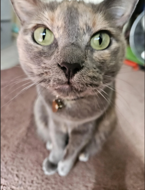 Cheezburger Image 10616554240