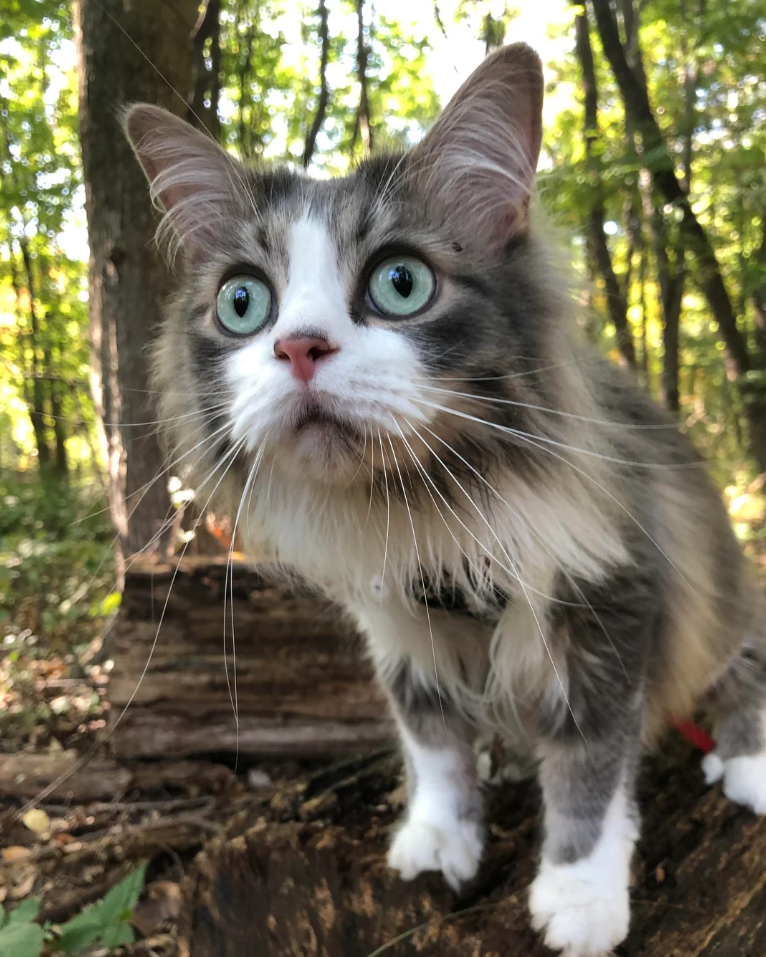 Cheezburger Image 10616554496