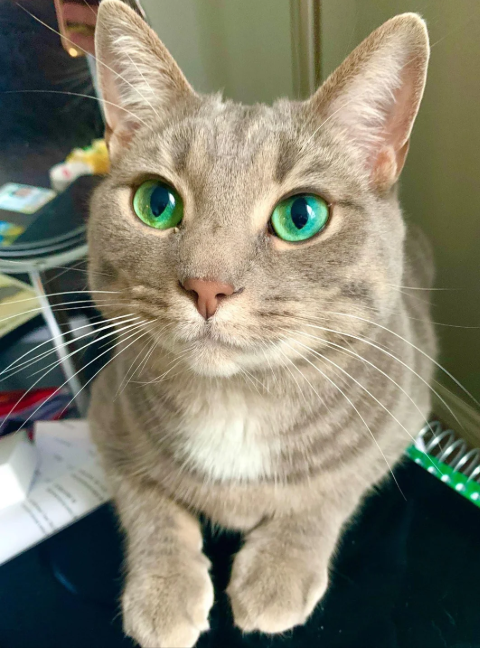 Cheezburger Image 10616554752