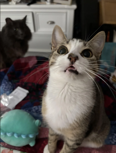 Cheezburger Image 10616555008