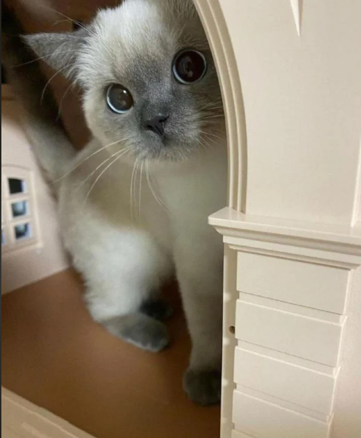 Cheezburger Image 10616555776