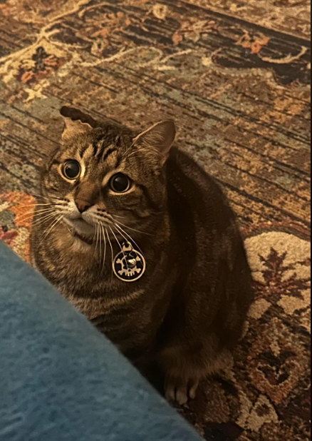 Cheezburger Image 10616556288