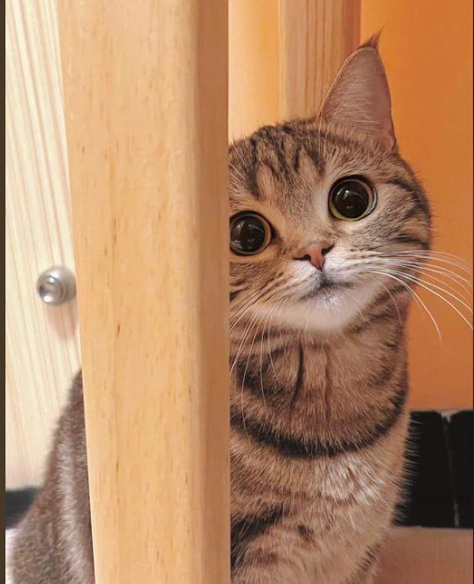 Cheezburger Image 10616556544