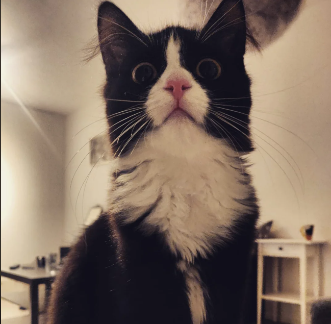 Cheezburger Image 10616556800