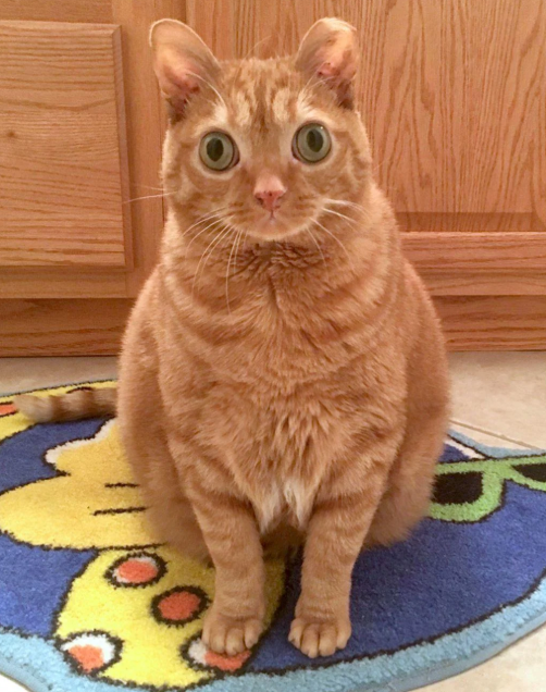 Cheezburger Image 10616557312