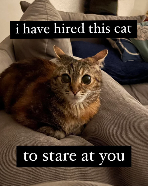 i have hired this cat to stare at you