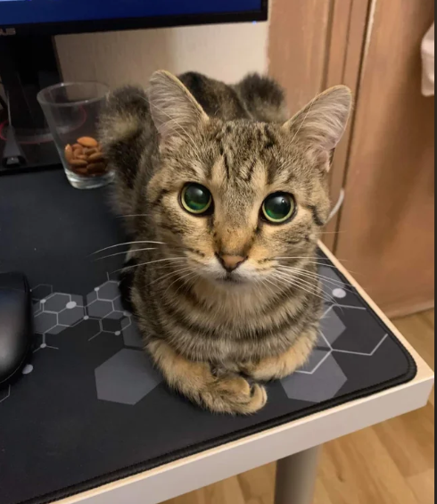 Cheezburger Image 10616559104