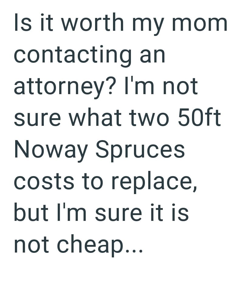 Is it worth my mom contacting an attorney? I'm not sure what two 50ft Noway Spruces costs to replace, but I'm sure it is not cheap...