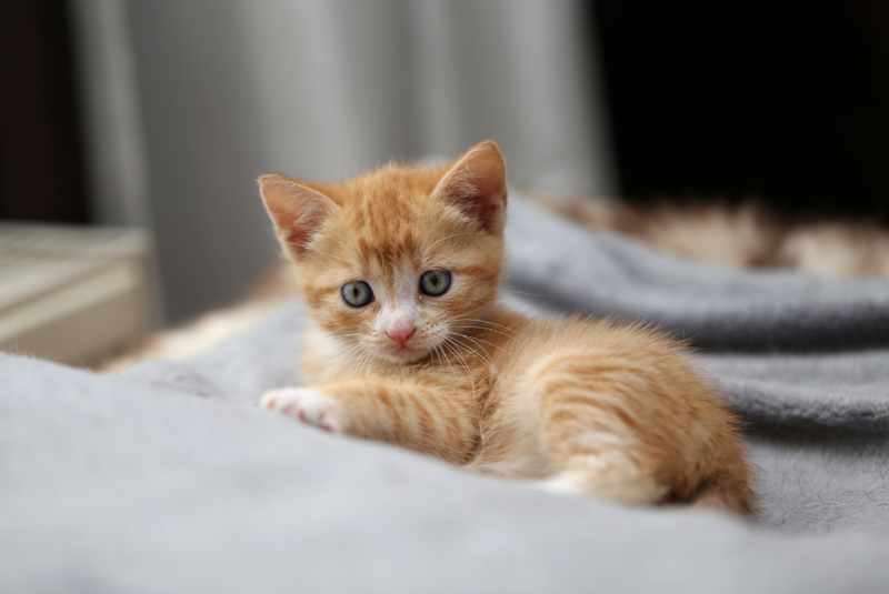 An orange kitten is lying on a grey blanket.