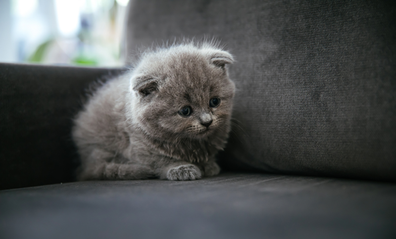 A grey kitten seats and the corner of a couch, his expression is sad and worried.