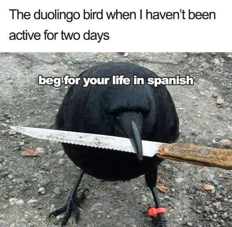 The duolingo bird when I haven't been active for two days beg for your life in spanish