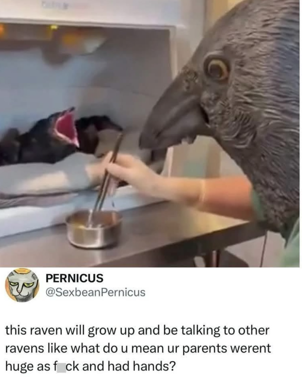 PERNICUS @SexbeanPernicus this raven will grow up and be talking to other ravens like what do u mean ur parents werent huge as fack and had hands?