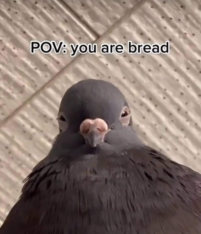 POV: you are bread