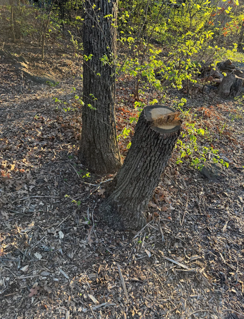 Cheezburger Image 10616604672