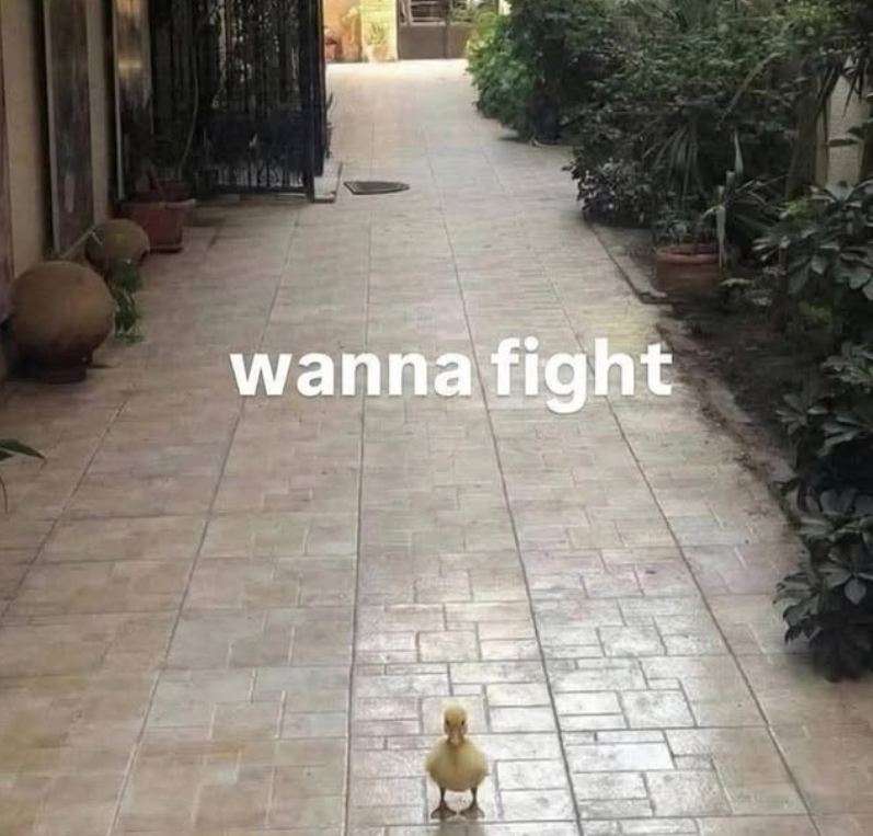 wanna fight