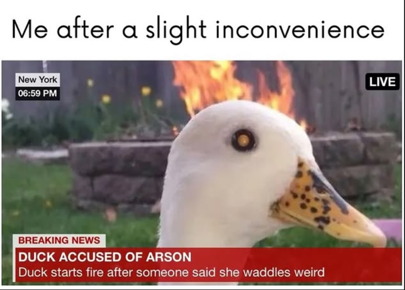 Me after a slight inconvenience New York 06:59 PM BREAKING NEWS DUCK ACCUSED OF ARSON Duck starts fire after someone said she waddles weird LIVE